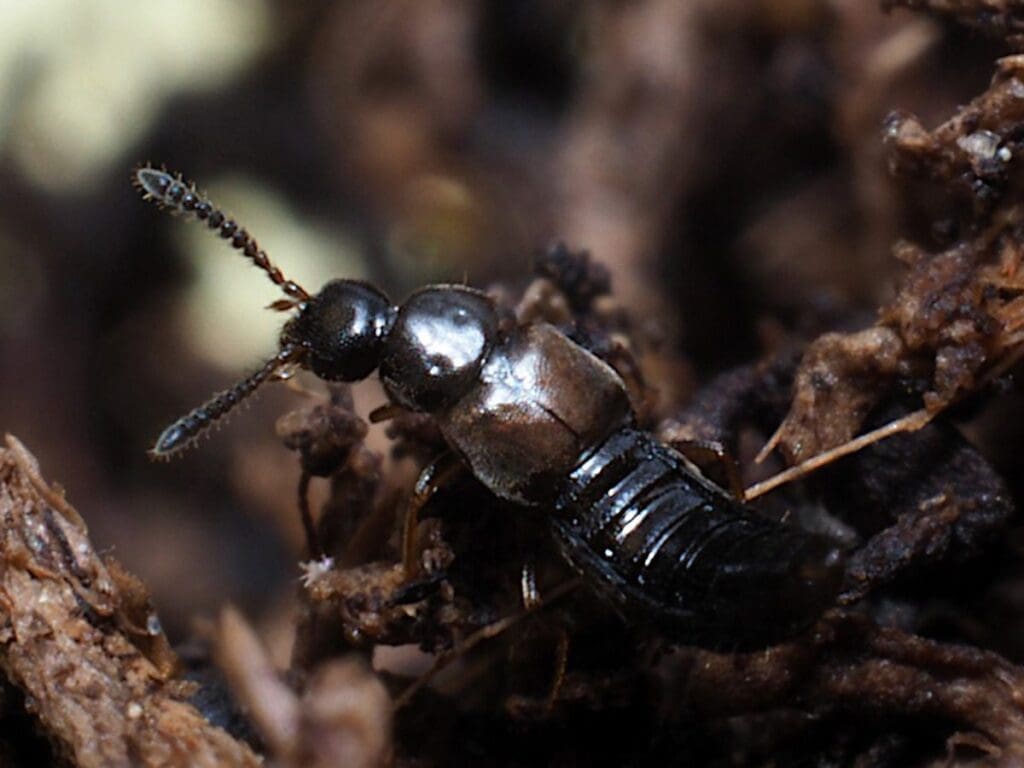 Small black beetle with antennae on twigs and soil background.