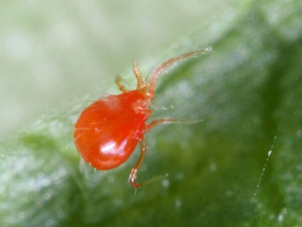 Bright red spider mite on green leaf, close-up image.