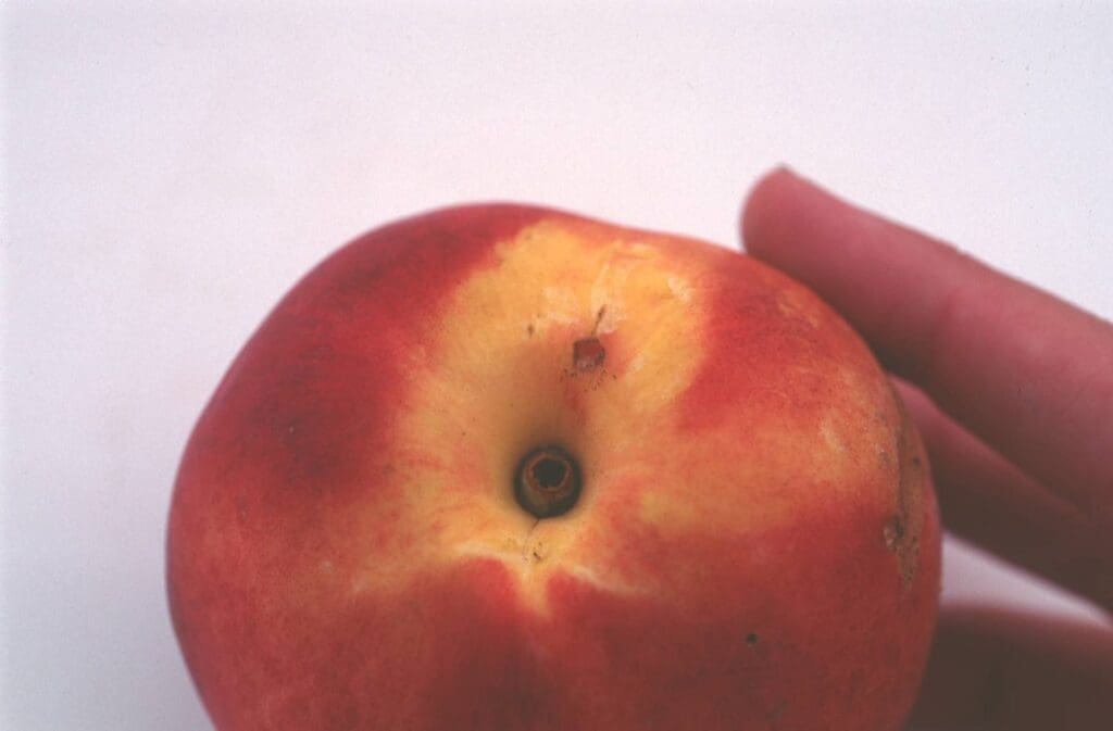 Close-up of a red and yellow apple with a bruise, held by a hand on the right.