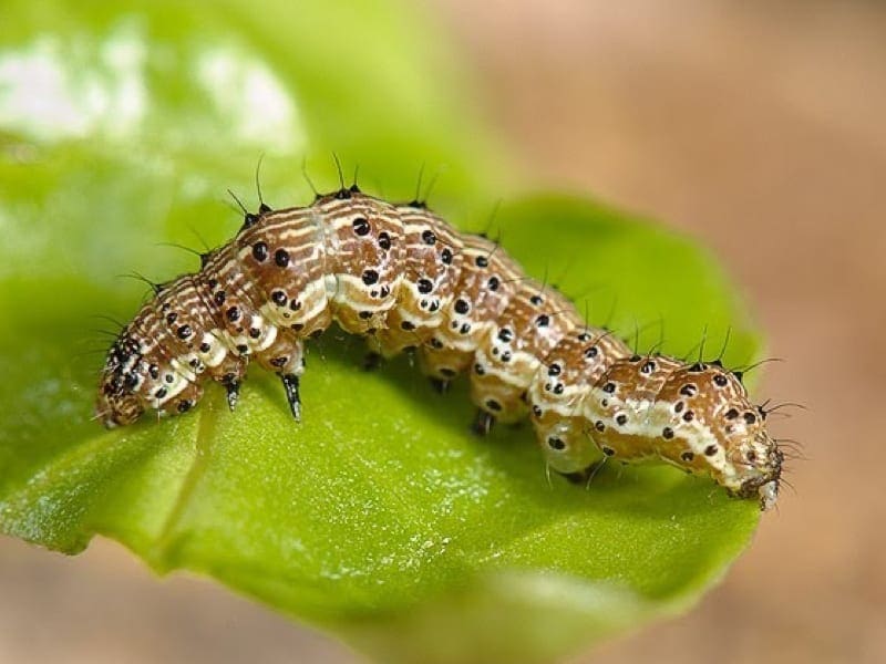 Caterpillar with brown, cream stripes, black spots on a green leaf.