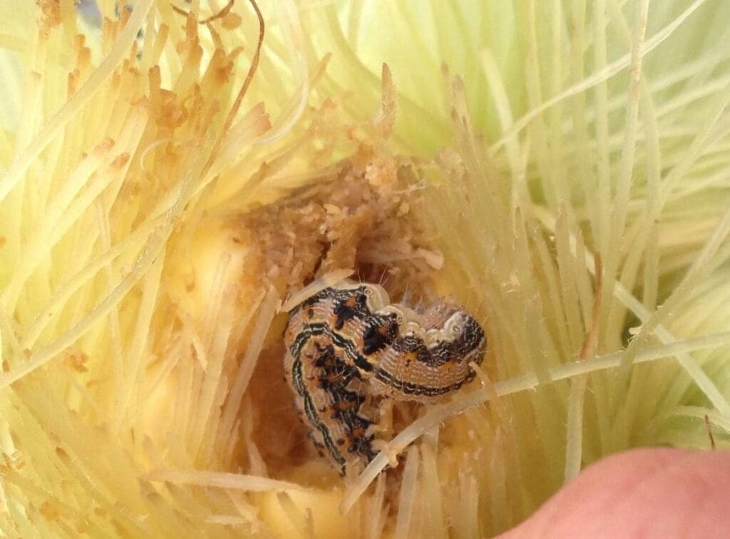 Caterpillar nestled in corn silk, surrounded by strands and partially eaten kernels.