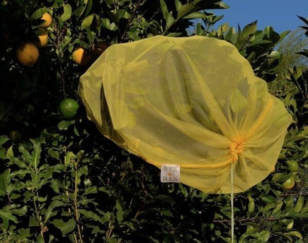 Citrus tree with fruit enclosed in yellow mesh bag labeled "Bugs for Bugs" for protection.