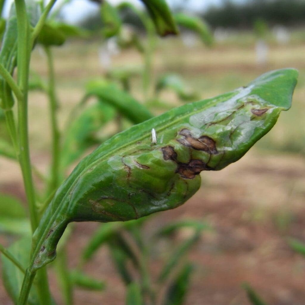 Close-up of a damaged green leaf with browning, against a blurred outdoor background.