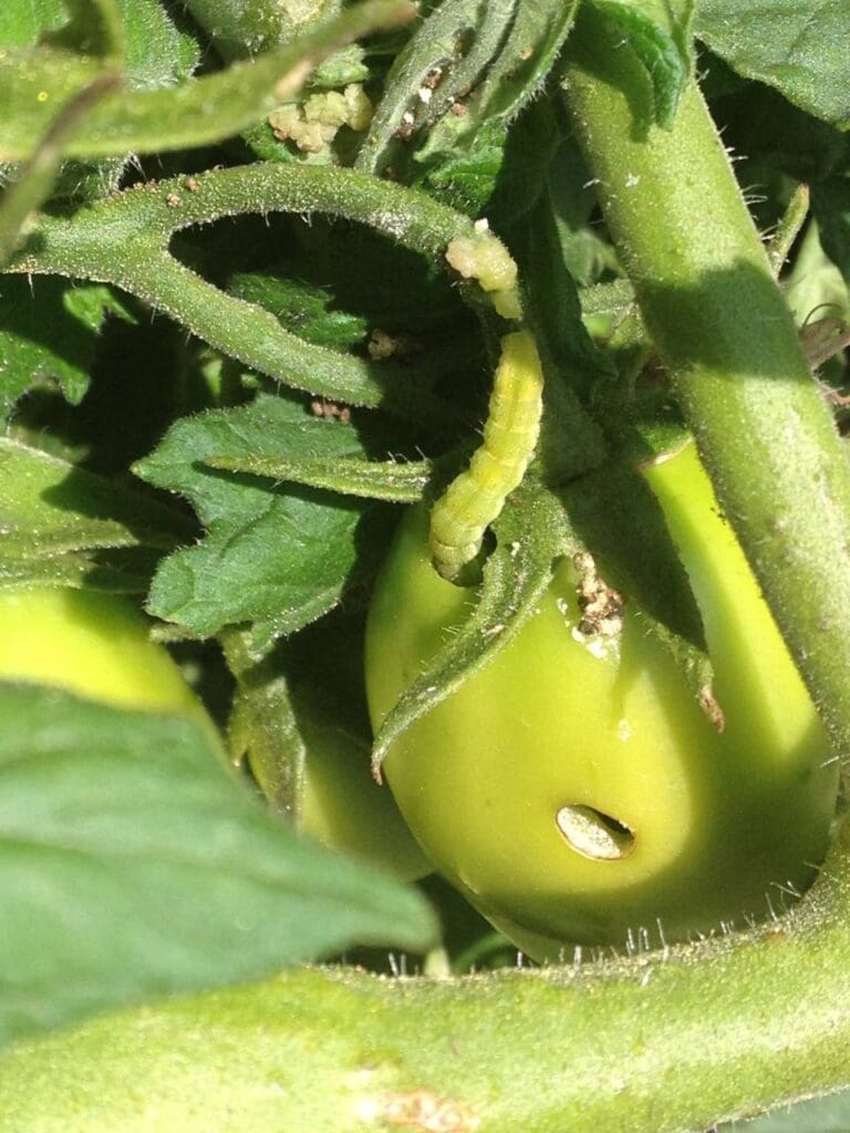 Green caterpillar on tomato plant, showing damaged fruit and lush green foliage.