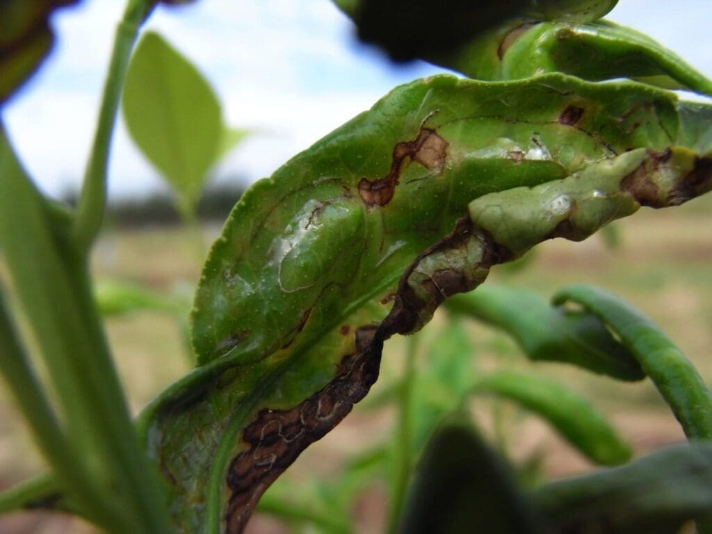 Close-up of a green leaf with damage and brown spots, indicating disease or pest problems.