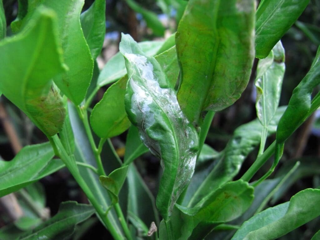 Green leaves with white, powdery mildew, showing signs of plant disease.