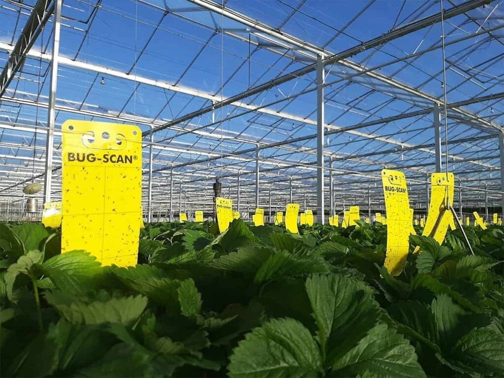 Greenhouse interior with Bug-Scan traps among plant rows for pest management in sunlight.