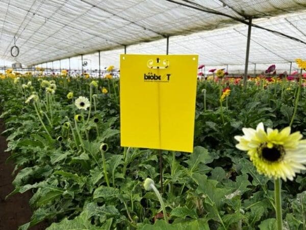 Greenhouse with flowering plants and yellow Biobest sticky trap for pest control.