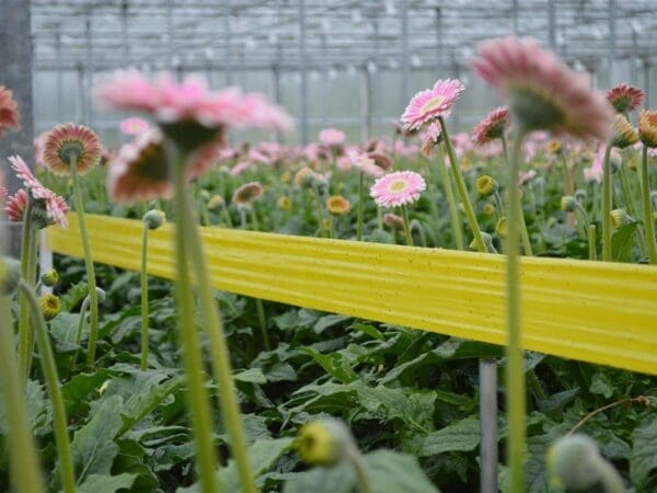 Greenhouse of pink daisies in bloom and budding, with a yellow divider and transparent roof.