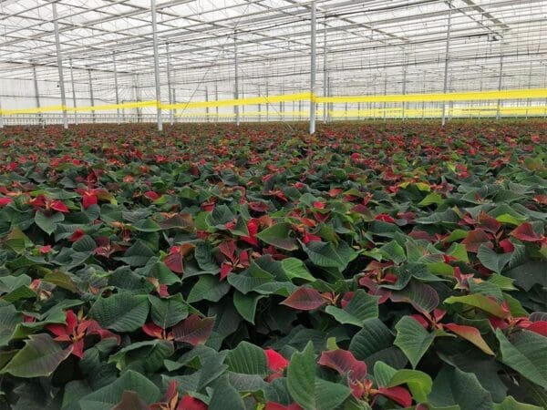 Greenhouse with rows of poinsettias displaying green and red leaves under a transparent roof.