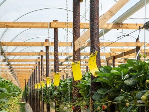 Greenhouse with strawberry plants, arched roof, yellow sticky traps for pest control.