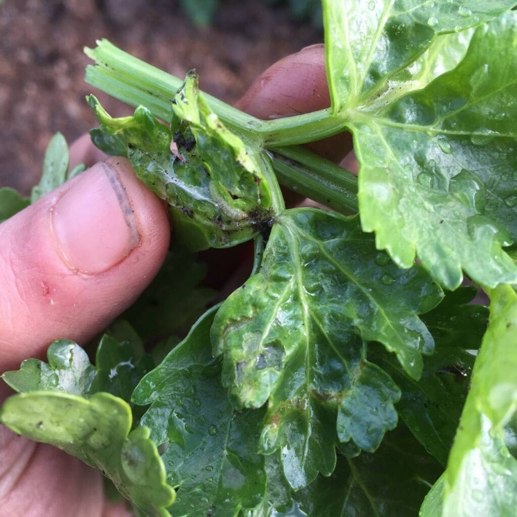 Hand holding wet green leaves with damage and a small insect present.