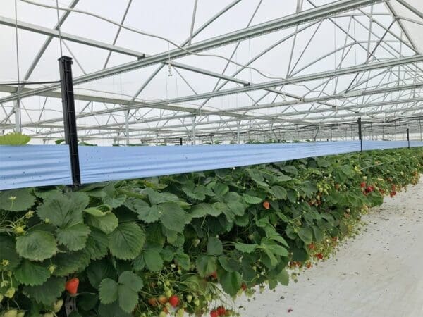 Indoor strawberry farm with structured rows and clear roof for natural light.