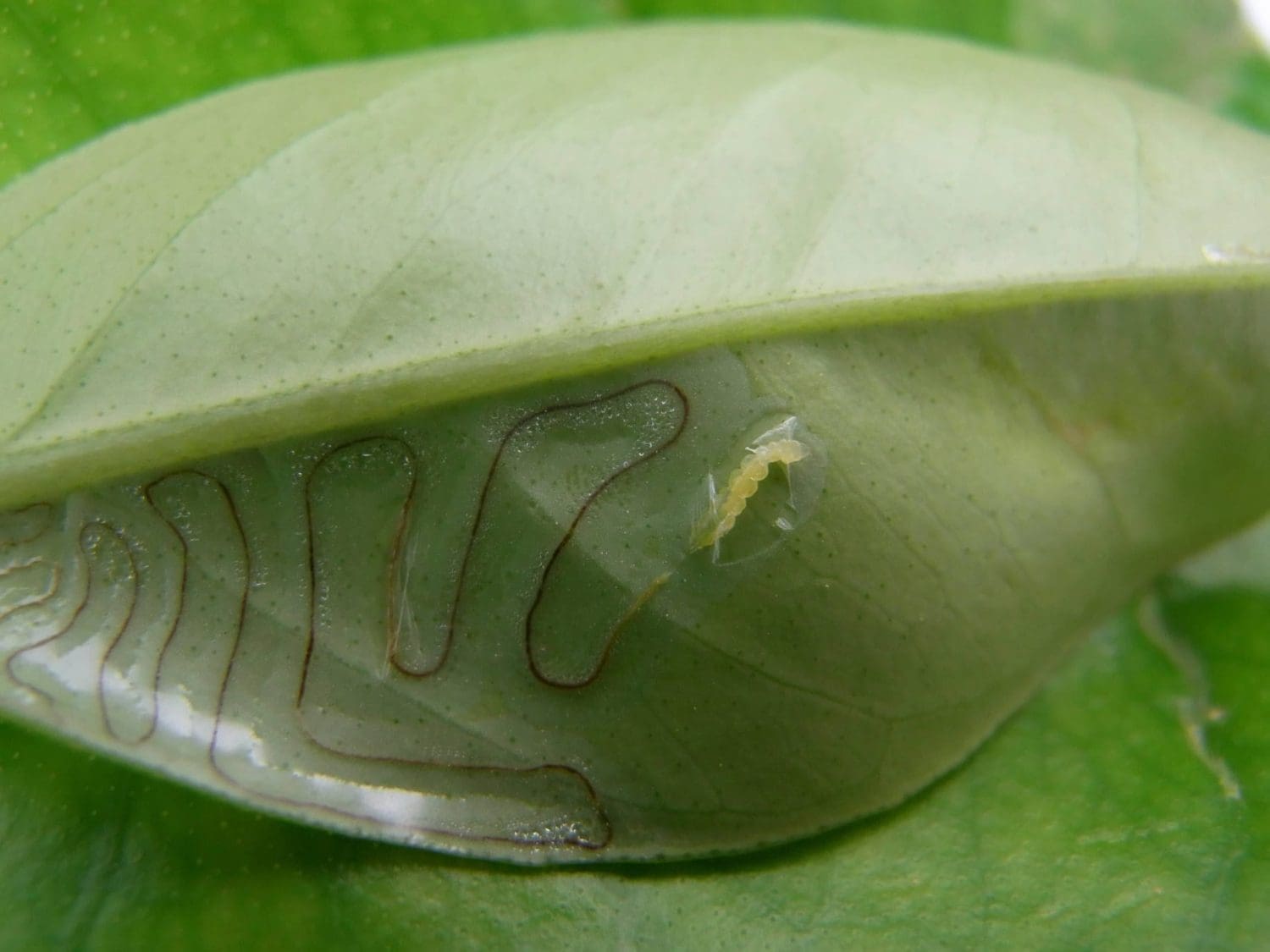 Insect larva inside light green leaf with winding leaf mining trails.