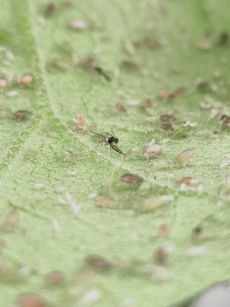 Insect on green leaf with brown and beige particles, possibly resembling aphids.