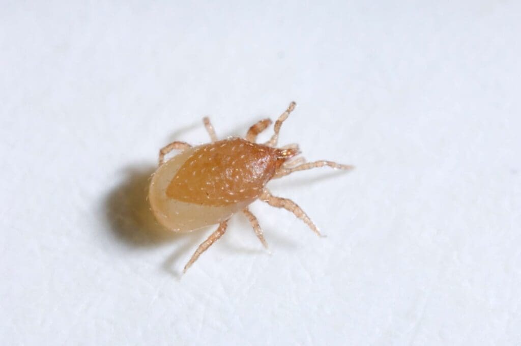 Close-up of a small, light brown mite on white surface, showing its oval body and legs.