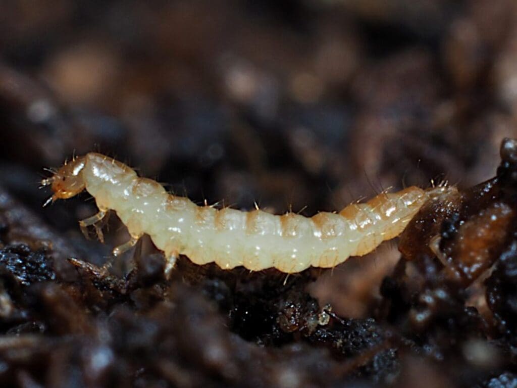 Light-colored centipede on dark earth, showing segmented body and fine leg details.