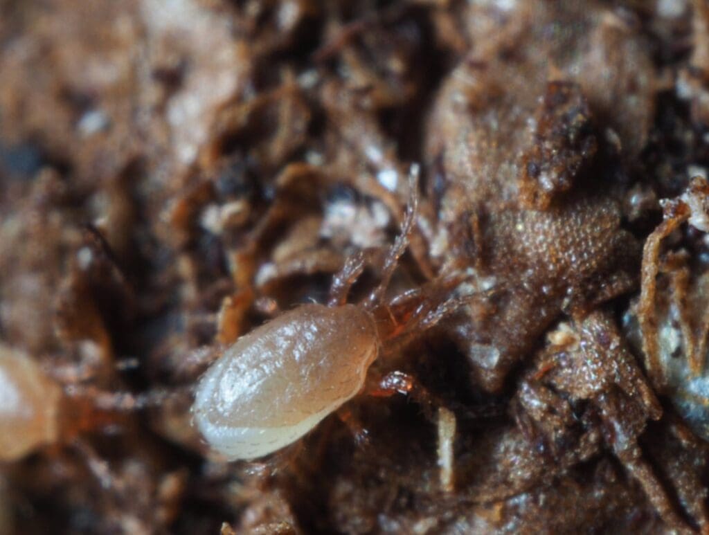 Magnified insect with translucent body on textured brown surface, showing anatomical details.