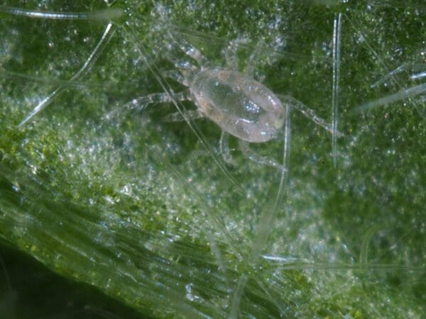 Microscopic view of a tiny arachnid, possibly a mite, on a textured green leaf with fine hairs.