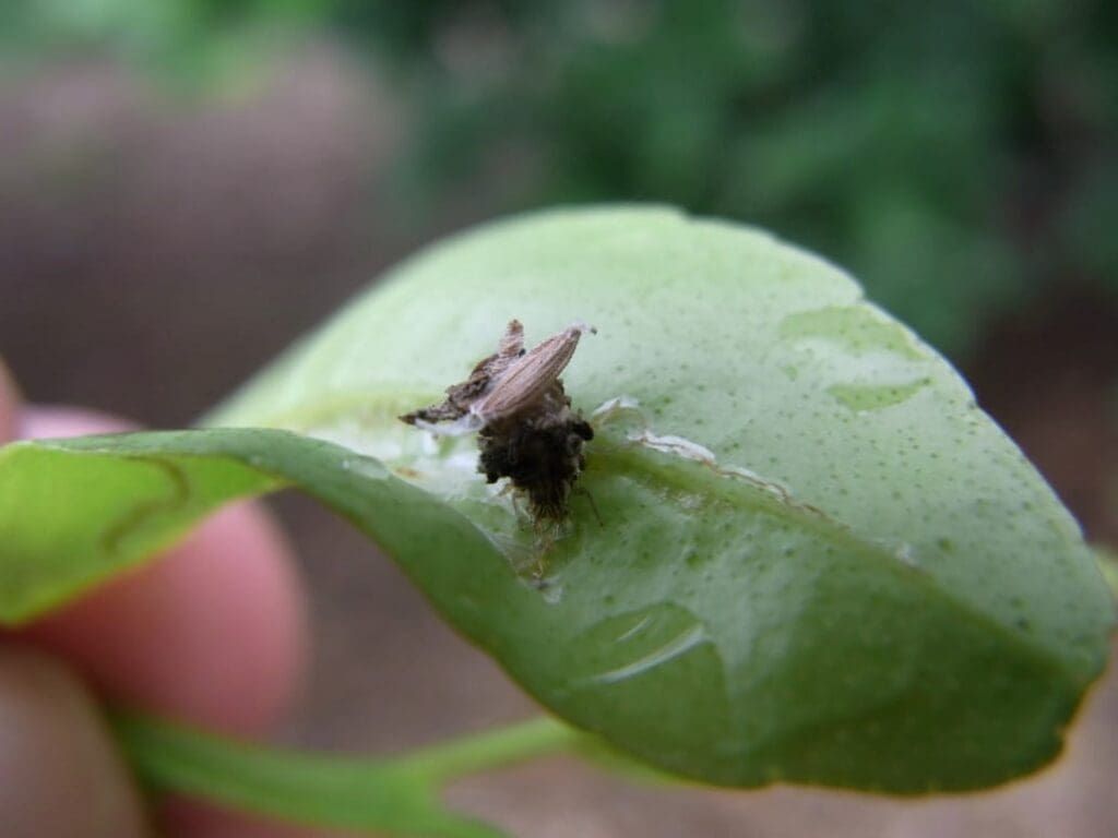 Moth on wet green leaf with damage; blurred background emphasizes focus on moth and leaf.