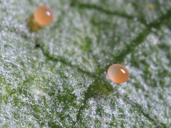 Two small, round, orange eggs on a textured green surface, probably a leaf.