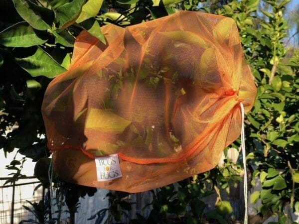 Orange mesh bag labeled "Bugs for Bugs" covering fruit on a tree branch in a garden.