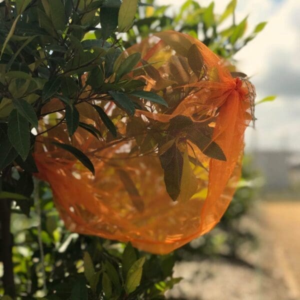 Orange netting over leafy plant branches, likely for protection, with a blurred outdoor background.