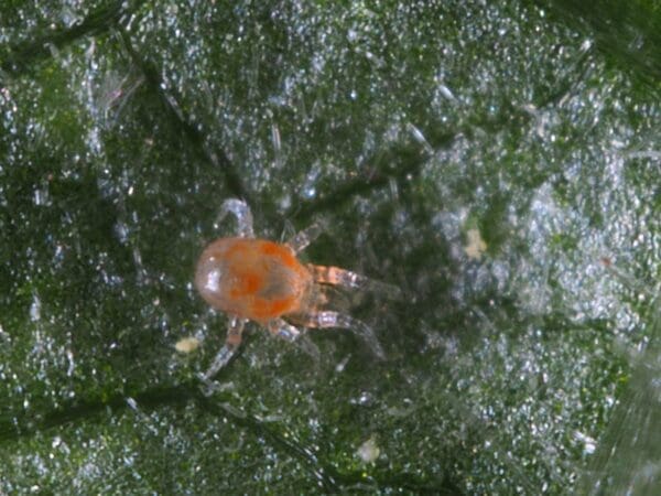 Orange-red mite on green leaf with fine, translucent legs and shiny textured surface.