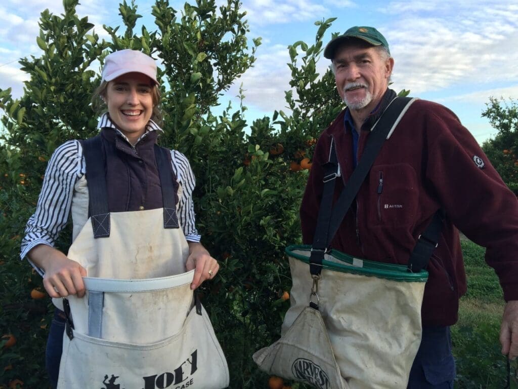 Two people in a field with orange trees, wearing aprons, collecting fruit on a clear day.