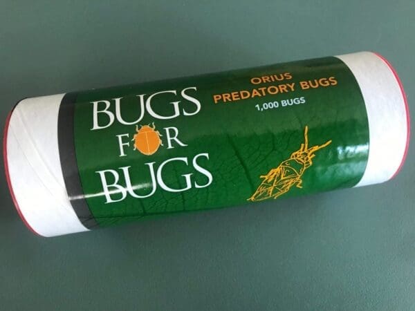 Cylindrical container of 1,000 Orius predatory bugs labeled "Bugs for Bugs" with green design.