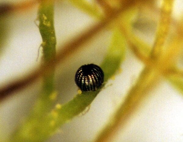 Blackened moth egg indicates trichogramma developing inside