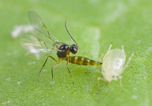 Parasitic wasp interacts with aphid on leaf, showcasing predator-prey relationship.