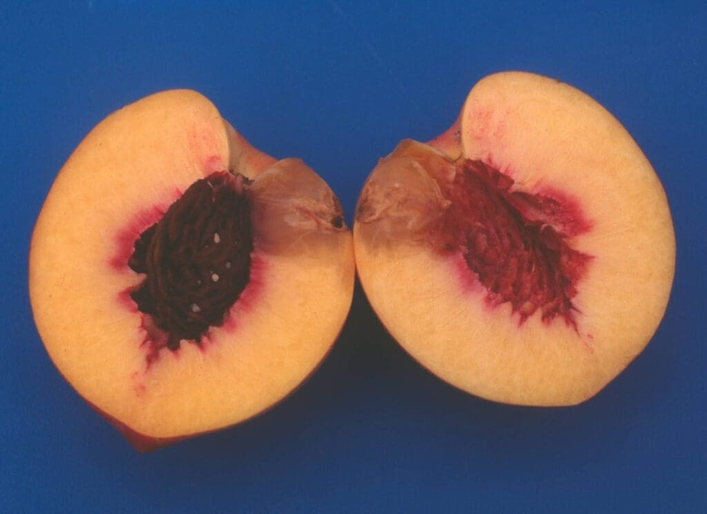 Peach halves with seed and flesh on blue background.