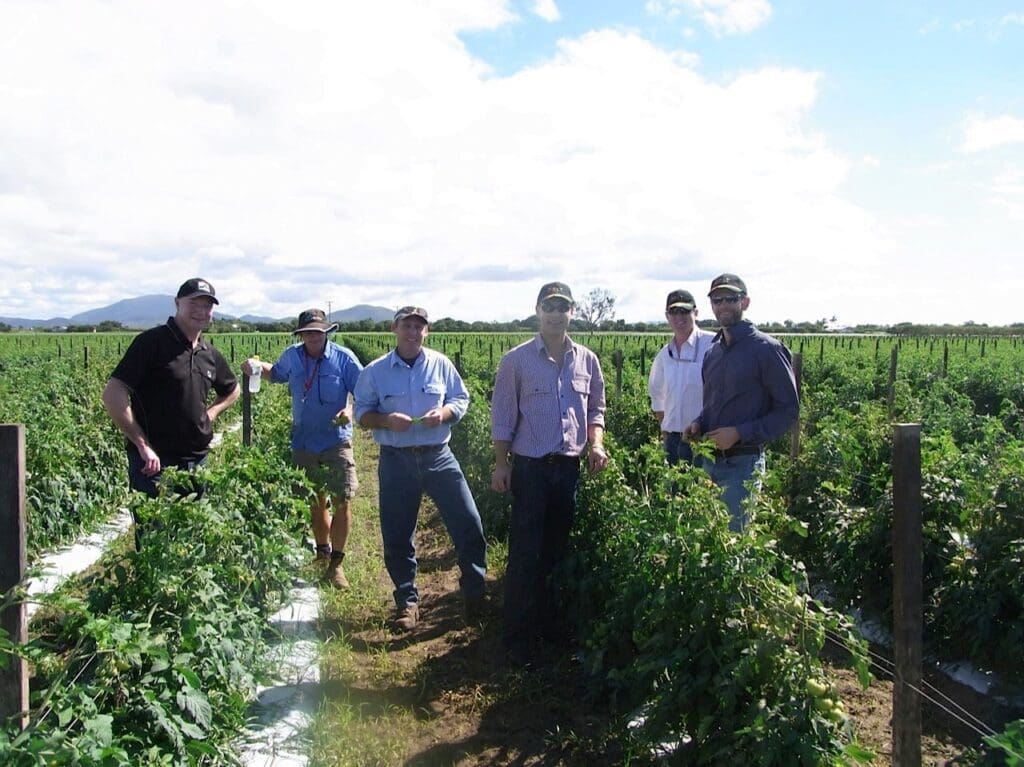 Field inspection at trial for Heliothis control in field tomatoes using Trichogramma wasps