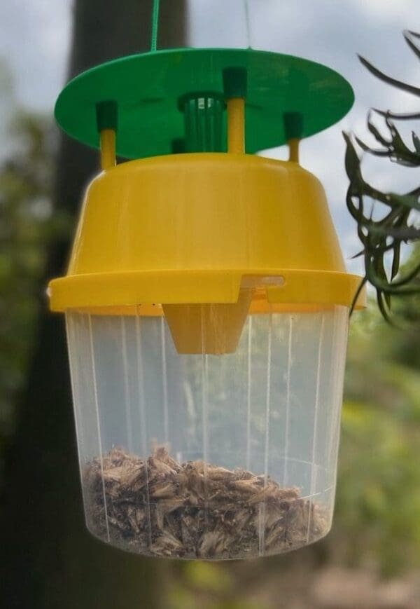 Plastic insect trap with transparent container of dead insects, yellow and green lid, outdoors.