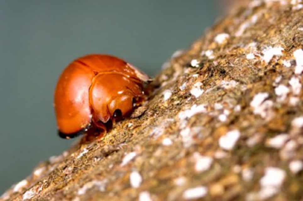 Red beetle on textured brown surface, close-up with shiny body and legs visible.