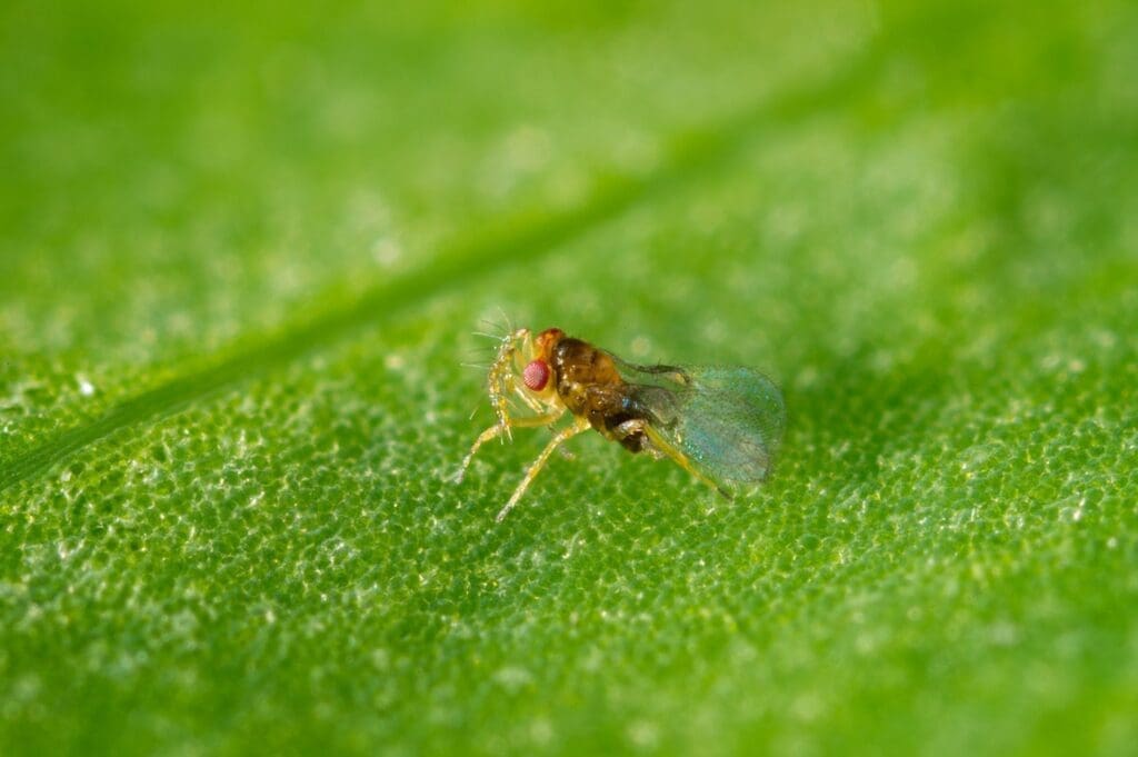 Small insect with transparent wings and red eyes on a textured green leaf.