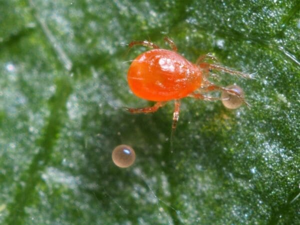 Red mite on green leaf with two small spherical eggs visible.