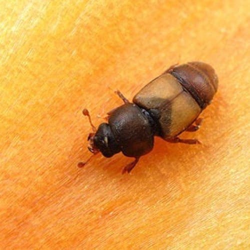 Small brown and black beetle with segmented body on a textured surface.