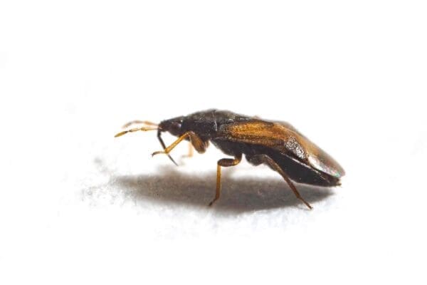 Small brown insect with six legs and antennae on a white background.