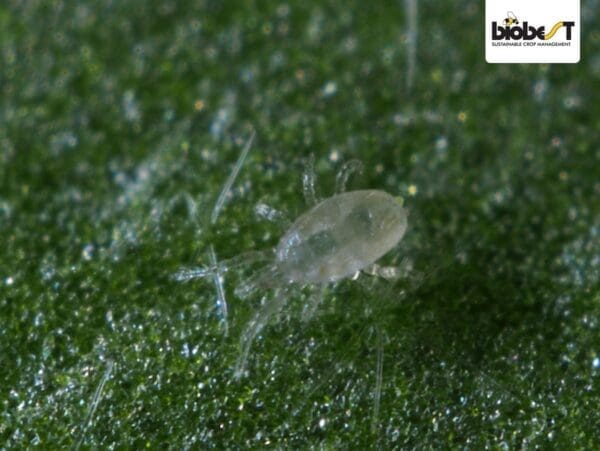 Small translucent arachnid on green surface, Biobest logo in top right corner.