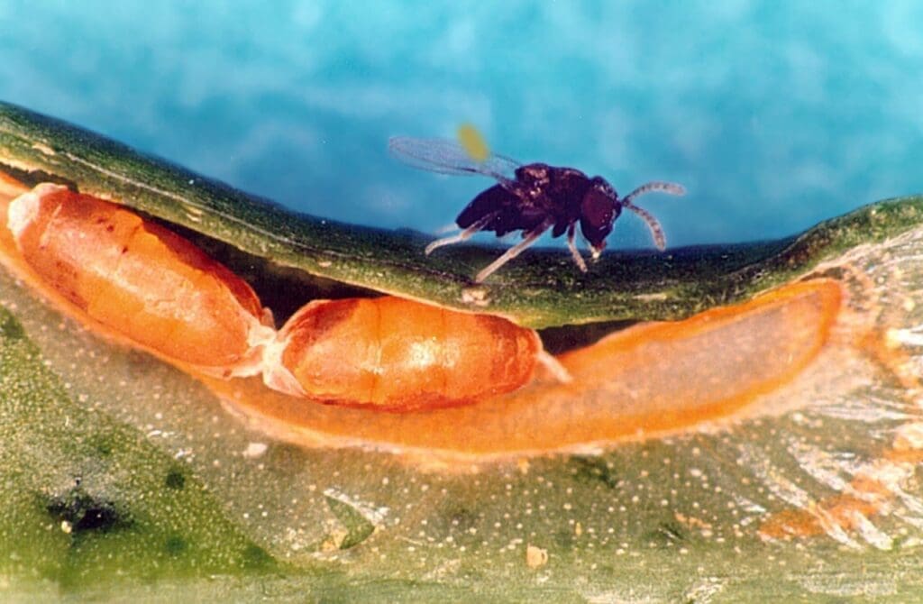 Small wasp on plant stem with orange cocoons beneath.