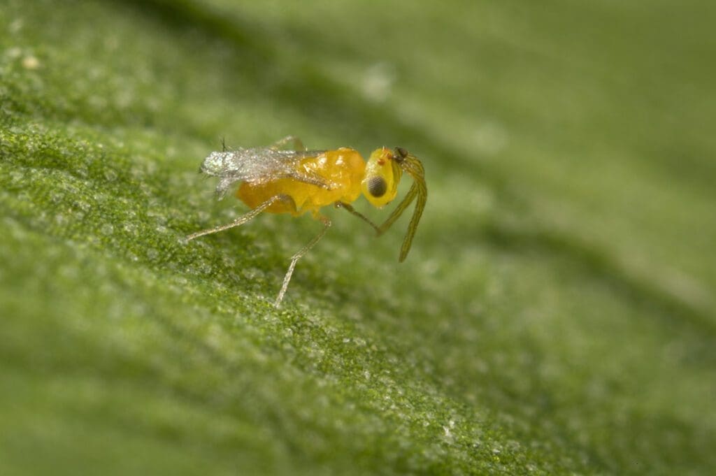 Small yellow insect with translucent wings on a green leaf.