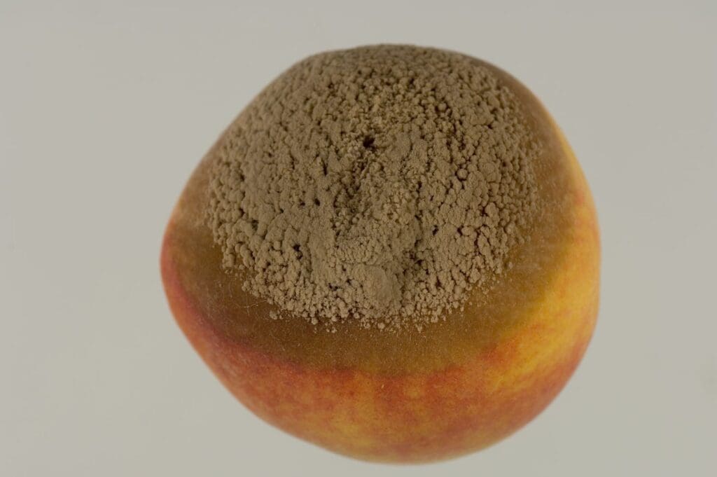 Peach covered in greyish-brown mould, indicating spoilage.