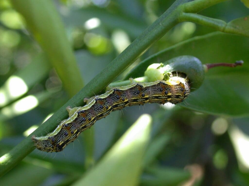 Striped caterpillar on a green plant stem with a blurred foliage background.