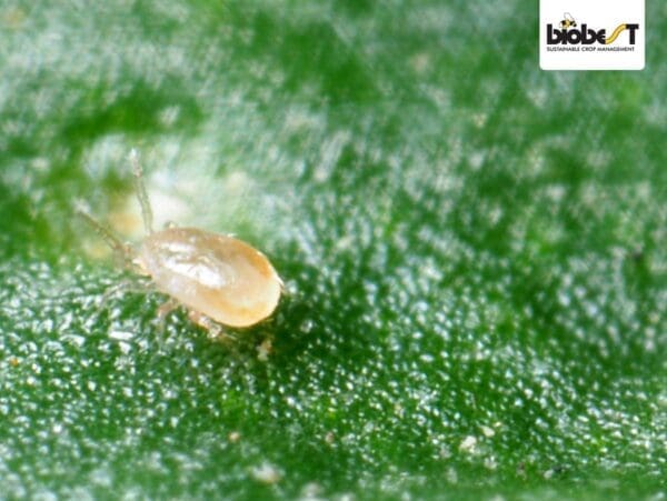 Translucent mite on green leaf with Biobest logo in top right corner.