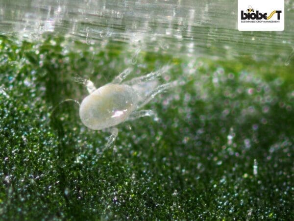 Translucent mite on green surface with Biobest logo in corner.