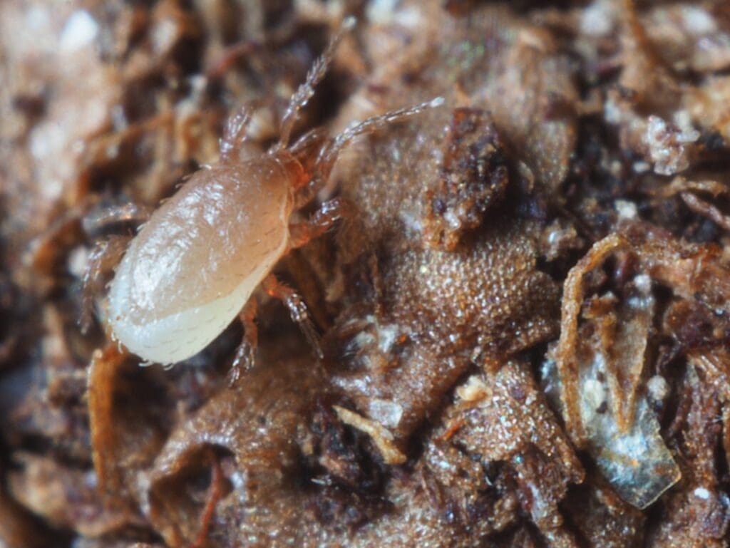 Translucent mite on a textured brown surface, with a rounded body and fine legs visible.