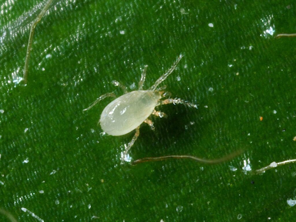 Small, translucent mite on a green leaf, showing detailed legs and body.