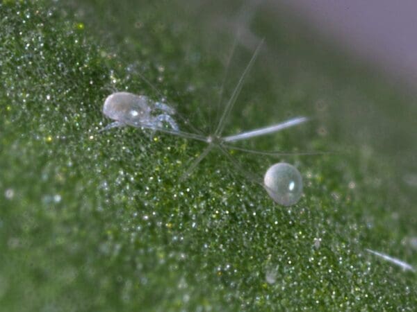 Close-up of a translucent mite with hair-like appendages on a textured green leaf surface.